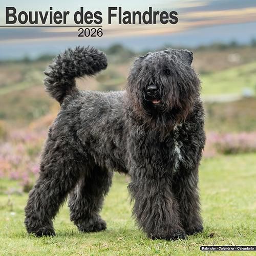 Cover image for Bouvier Des Flandres (Euro) Calendar 2026 Square Dog Breed Wall Calendar - 16 Month