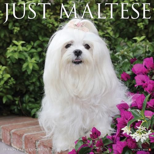 Cover image for Maltese 2026 12 X 12 Wall Calendar