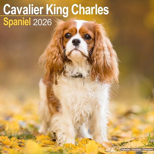 Cover image for Cavalier King Charles Calendar 2026 Square Dog Breed Wall Calendar - 16 Month