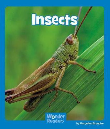 Insects