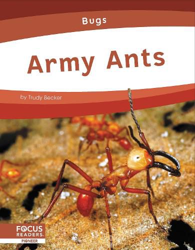 Army Ants