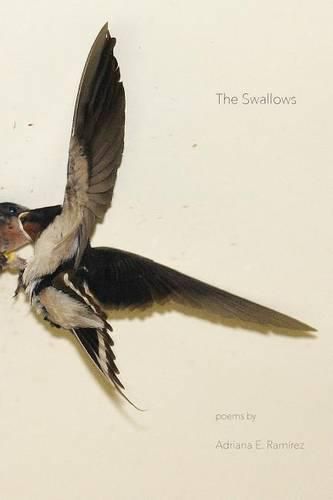 Cover image for The Swallows
