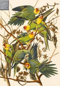 Cover image for Carolina Parakeets 1000 Piece Jigsaw Puzzle