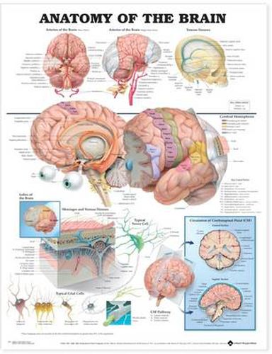 Cover image for Anatomy of the Brain Anatomical Chart