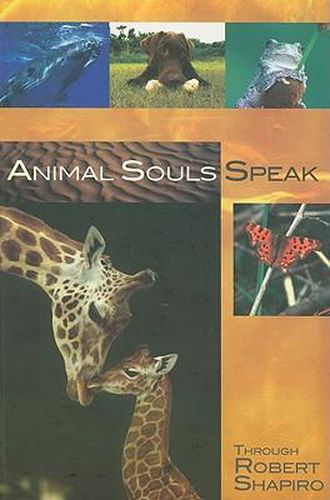 Cover image for Animal Souls Speak: Through Robert Shapiro