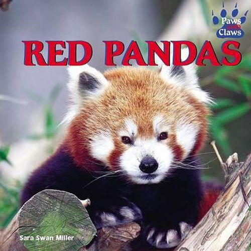 Red Pandas