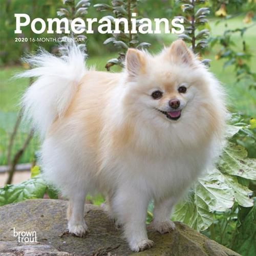 Pomeranians 2020 Mini Wall Calendar