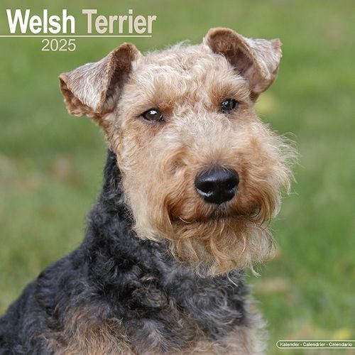 Cover image for Welsh Terrier Calendar 2025 Square Dog Breed Wall Calendar - 16 Month