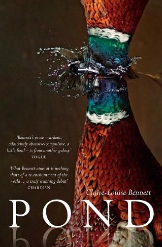 Cover image for Pond