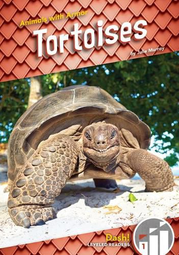 Cover image for Tortoises