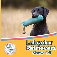 Cover image for Labrador Retrievers Show Off