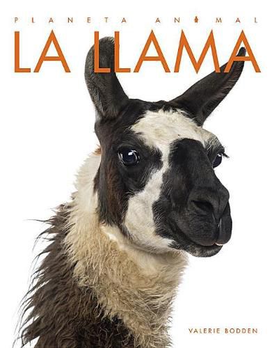 Cover image for La Llama