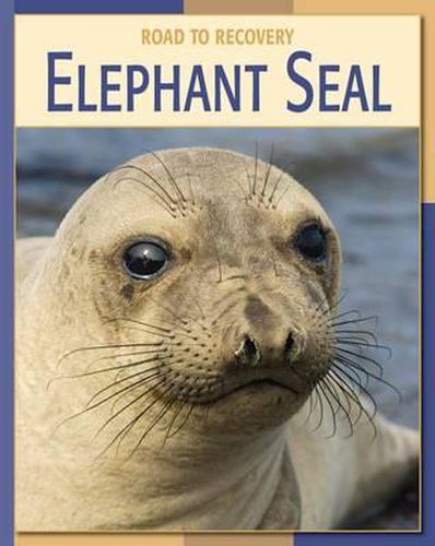 Cover image for Elephant Seal