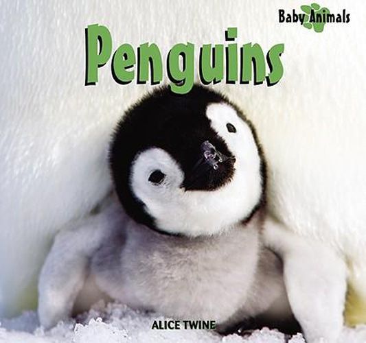 Cover image for Penguins