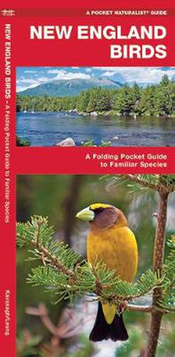 Cover image for New England Birds: A Folding Pocket Guide to Familiar Species