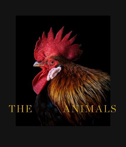 Cover image for Animals: Estela de Castro