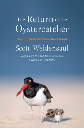 Cover image for The Return of the Oystercatcher