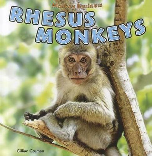 Rhesus Monkeys