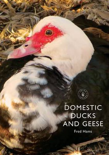 Cover image for Domestic Ducks and Geese