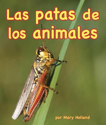 Cover image for Patas de Los Animales (Animal Legs)