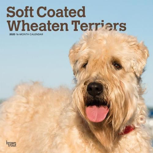 Wheaten Terriers, Soft Coated 2020 Square Wall Calendar