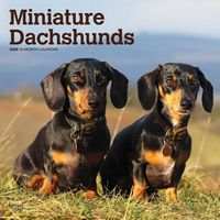 Cover image for Dachshunds, Miniature 2020 2020 Square Wall Calendar