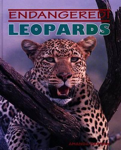 Cover image for Leopards