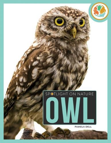 Cover image for Owl