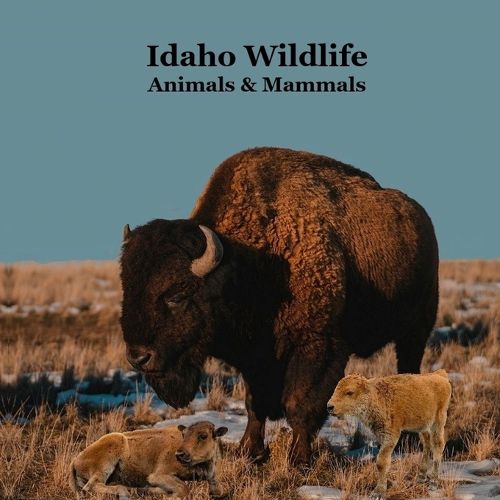 Cover image for Idaho Animals and Mammals Kids Wildlife Book