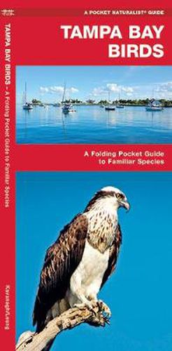 Cover image for Tampa Bay Birds: A Folding Pocket Guide to Familiar Species