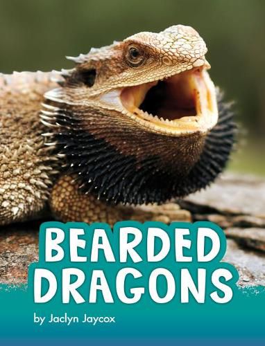 Bearded Dragons