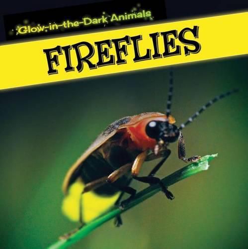 Cover image for Fireflies