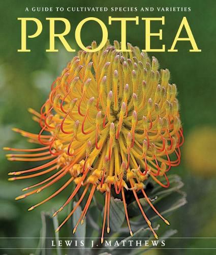 Cover image for Protea: A Guide to Cultivated Species and Varieties