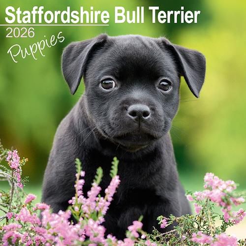 Cover image for Staffordshire Bull Terrier Puppies Calendar 2026 Square Dog Puppy Breed Wall Calendar - 16 Month