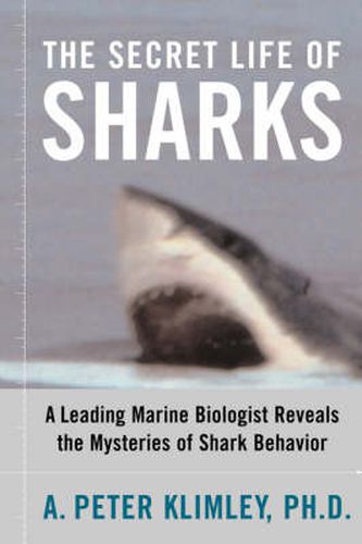 Cover image for The Secret Life of Sharks: A Leading Marine Biologist Reveals the Mysteries of Shark Behavior