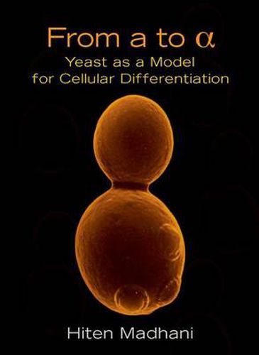 Cover image for From a to Alpha: Yeast as a Model for Cellular Differentiation