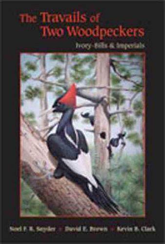 The Travails of Two Woodpeckers: Ivory-bills and Imperials