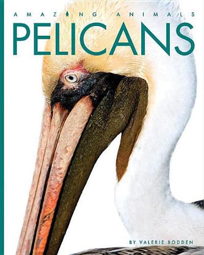 Cover image for Pelicans