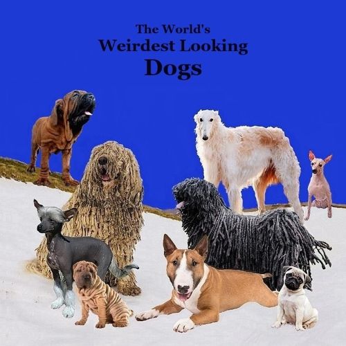 Cover image for Weirdest Looking Dogs in the World Kids Book