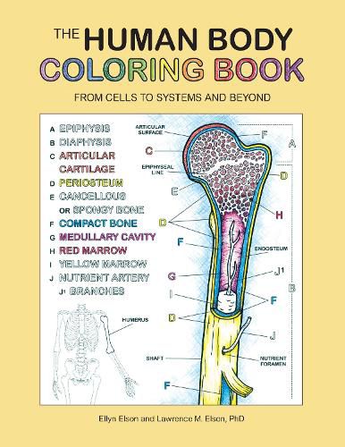 The Human Body Coloring Book: From Cells to Systems and Beyond