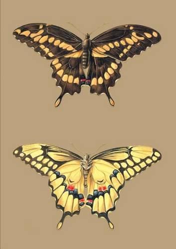 Cover image for Carnet Blanc, Papillons Cresphontes