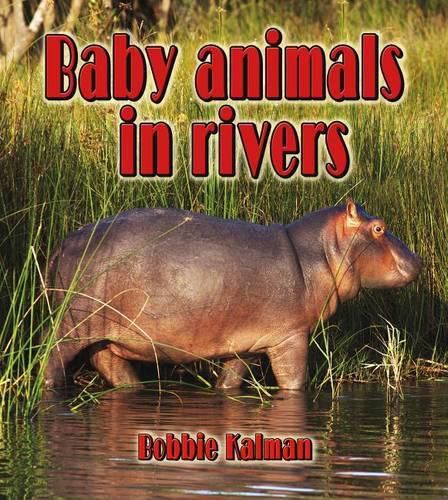 Cover image for Baby Animals in Rivers