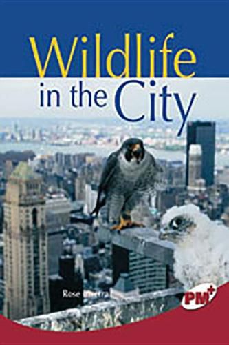 Cover image for Wildlife in the City: Individual Student Edition Ruby (Levels 27-28)