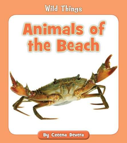 Animals of the Beach