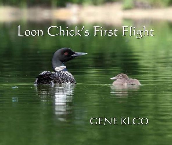 Cover image for Loon Chick's First Flight