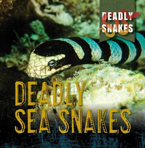 Deadly Sea Snakes