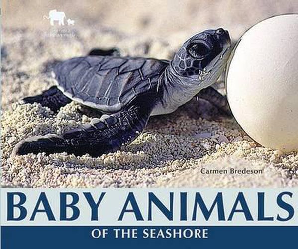 Baby Animals of the Seashore