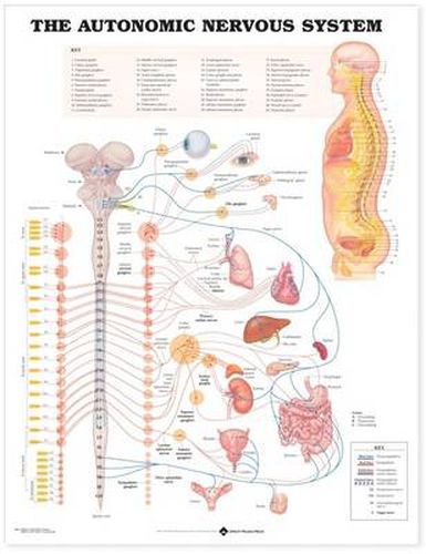 Cover image for The Autonomic Nervous System Anatomical Chart