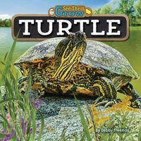 Cover image for Turtle