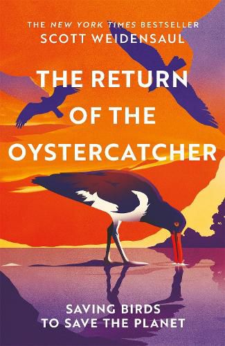 Cover image for The Return of the Oystercatcher